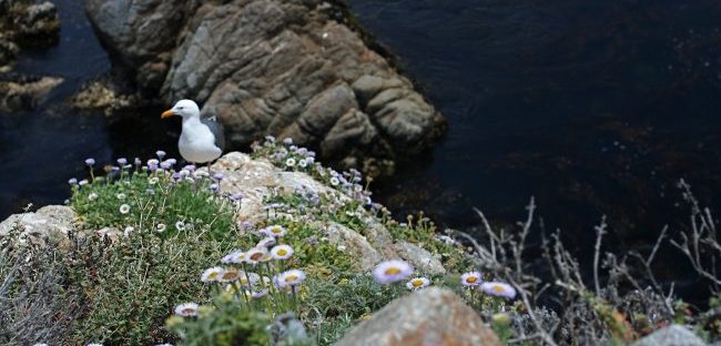 the natural surroundings of monterey california usa with rocks, wild flowers and seagull
